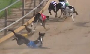 Johnston Calls for End to Greyhound Racing 7