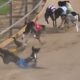 Johnston Calls for End to Greyhound Racing 8