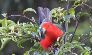 Annual Bird Count 30