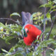 Annual Bird Count 31