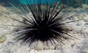 Senate Inquity Into Invasive Sea Urchins 20