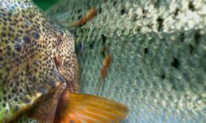 Another Mass Salmon Escape 30