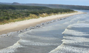 Update on Mass Whale Stranding 13