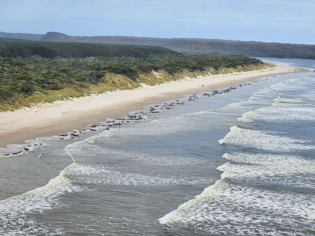 Update on Mass Whale Stranding 1