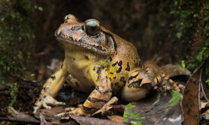 This Endangered Frog is Fighting Back 19