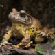 This Endangered Frog is Fighting Back 20