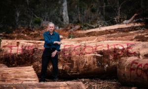 Brown: 'Trees Cut from Under Swift Parrots' 5