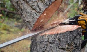 TWS Takes Legal Action on Eastern Forests 16