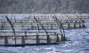Cooke on Notice from Global Salmon Resistance 21