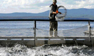 TAMP Uncovers Massive Fish Farm Use of Antibiotics 19