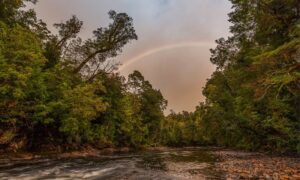 Tasmanian Doctors Urge Plibersek to Protect takayna/Tarkine Rainforest  18