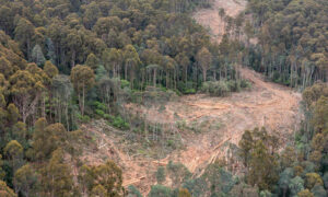 TWS Secures Urgent Injunction Against Suspected Illegal Logging 12