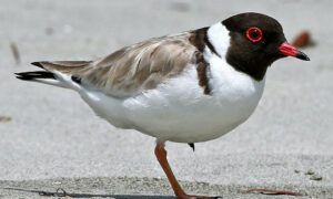 Protect Eastern Hooded Plover Eggs This Summer 12