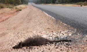 'Roadkill Reporter' App Now Available 5