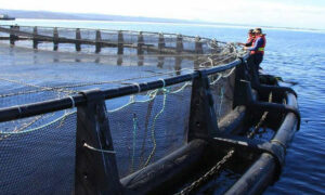 Open Letter to Premier Rockliff on Salmon 'Consultations' 11