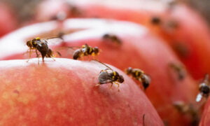 Keep Tasmania Fruit Fly Free 12