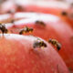 Keep Tasmania Fruit Fly Free 13