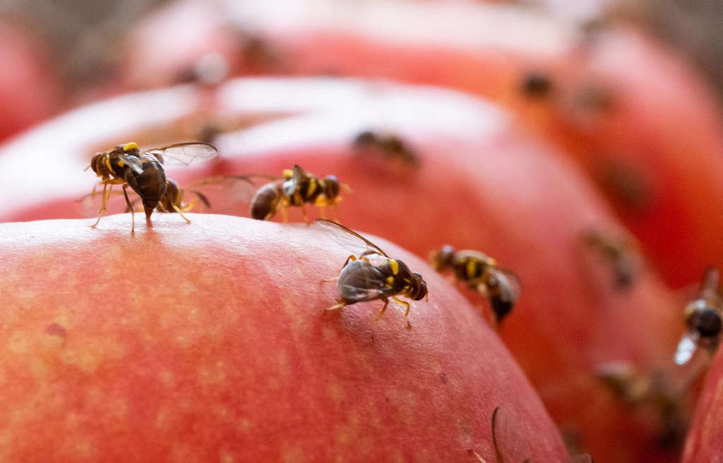 Keep Tasmania Fruit Fly Free 1
