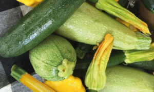 The Zucchini Dilemma 24