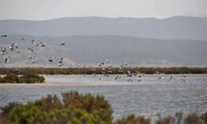 Birds Lacking Protection on World Wetlands Day 9