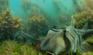 International Seaweed Symposium Comes to Hobart 37