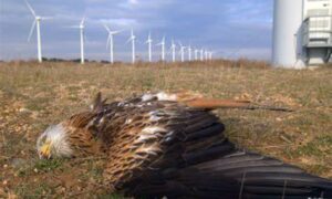 Greens Condemn Robbins Is Wind Farm Approval 5