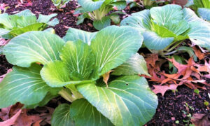 Upgrades to Chigwell Community Garden 11
