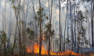 Input Needed to Improve Bushfire Maps in Huon Valley 15