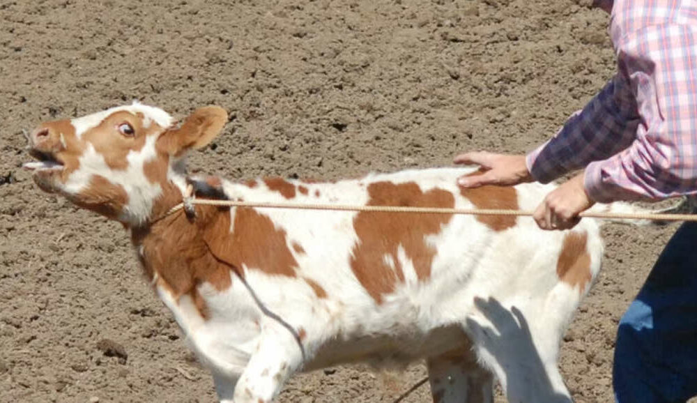 What are the animal welfare issues with calf roping in rodeos? – RSPCA  Knowledgebase