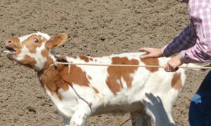 RSPCA: End Cruel Calf-Roping 15
