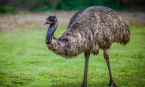 Rewilding with Emus Good for Tasmania 5
