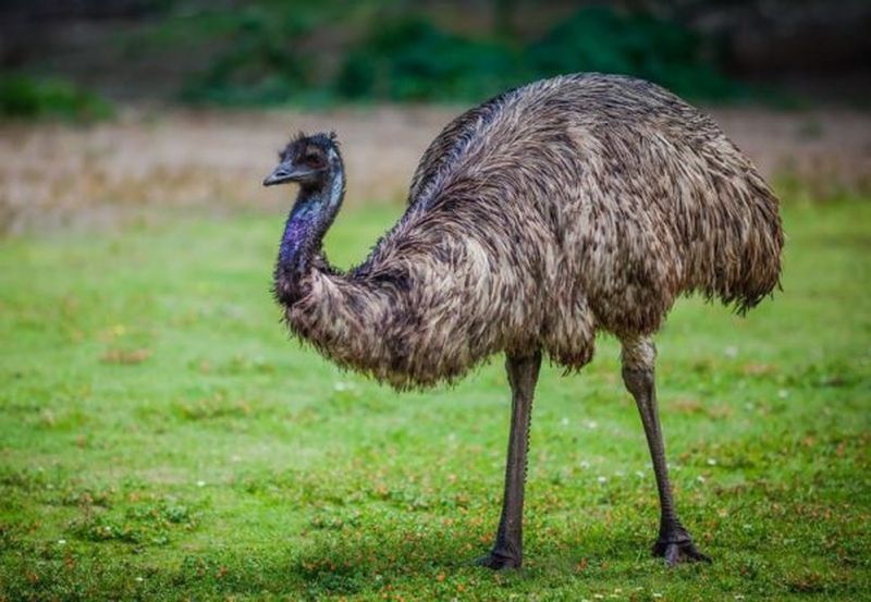 Rewilding with Emus Good for Tasmania 1