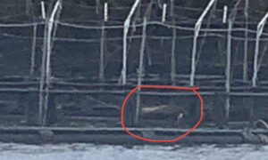 Seals Appear Trapped in D'Entrecasteaux Salmon Pens 7