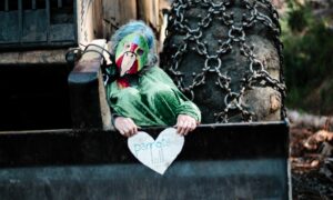 Swift Parrots Given Love and Commitment with Valentine’s Day Protest 15