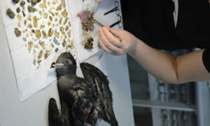 Seabirds Suffering 'Plasticosis' 5