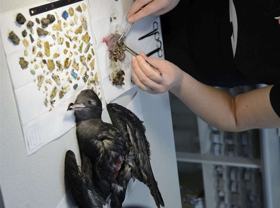 Seabirds Suffering 'Plasticosis' 1