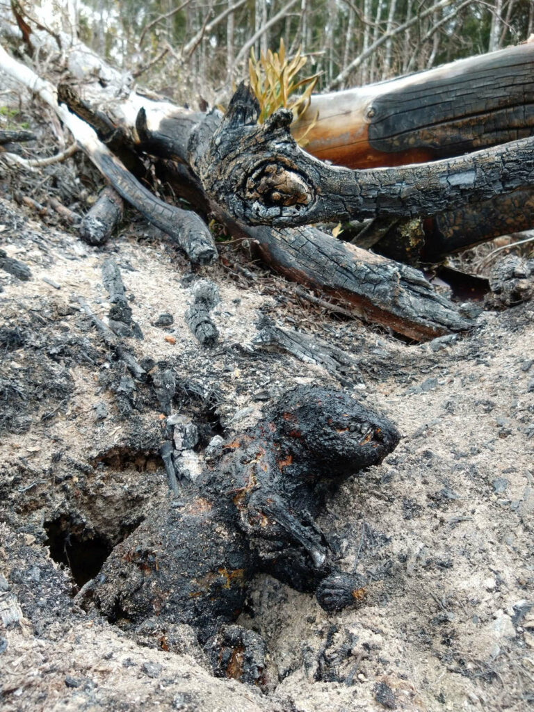 Devil Apparently Incinerated by Logging Burn 9 Devil Apparently Incinerated by Logging Burn 9