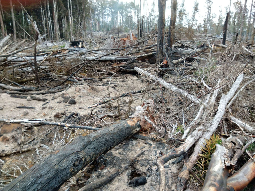 Devil Apparently Incinerated by Logging Burn 8 Devil Apparently Incinerated by Logging Burn 8