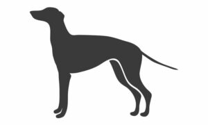 Dog Days for Greyhound Program 13