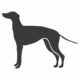 Dog Days for Greyhound Program 14