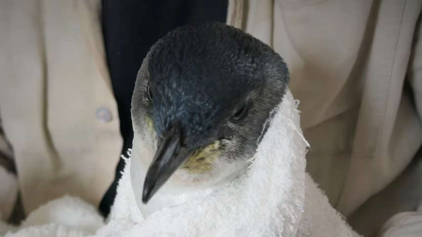 Police Investigating Penguin Mistreatment Burnie Tasmanian Times