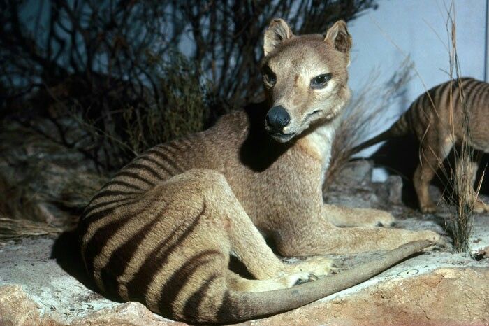 Tasmanian tiger may have survived into the 2000s, new analysis