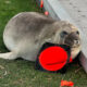 Stay Clear of Neil the Seal 28