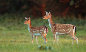 Conservation Areas Closed for Deer Control from May 1 7