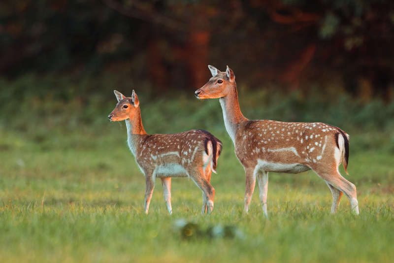 Conservation Areas Closed for Deer Control from May 1 - Tasmanian Times