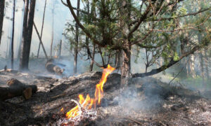 TICT Slams Logging Burns' Impact on Tourism Businesses 3