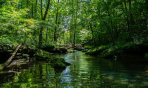 'Nature Prescriptions' Can Improve Physical and Mental Health 12