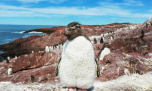 Grant To Help Boost Wildlife On Macquarie Island 14
