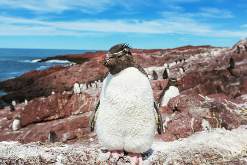 Grant To Help Boost Wildlife On Macquarie Island 1