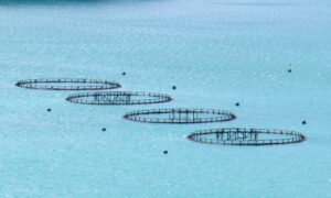 TAI Poll: Public Concerned About Salmon Farms 5